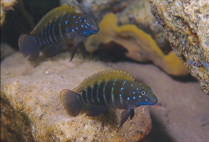 Eretmodus cf. marksmithi 'Bemba'
